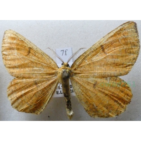 Angerona prunaria (Linnaeus, 1758) Rączyk leszczyniak Czech7f